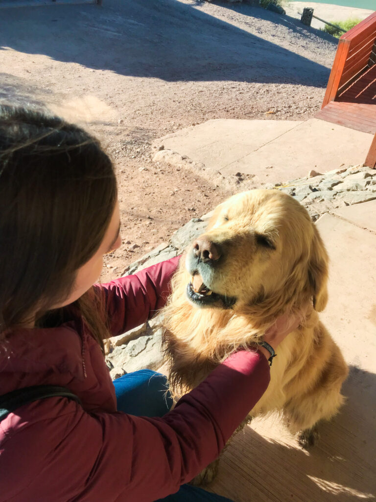 Girl petting a golden retriever