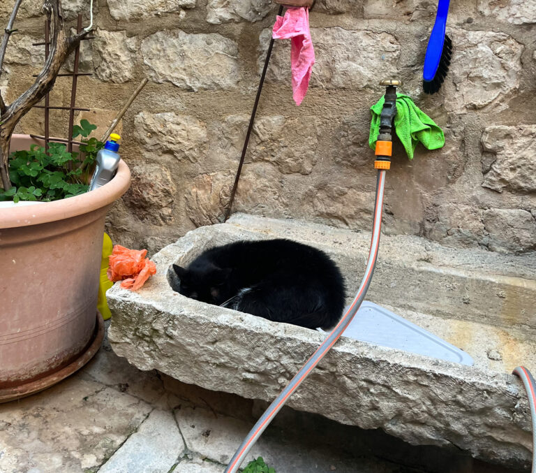 Well-fed stray cats of Dubrovnik, Croatia