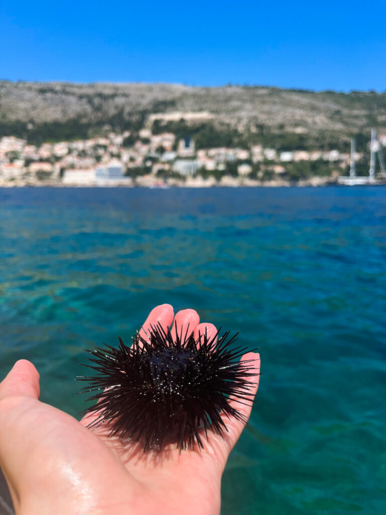 Hand holding sea urchin in the Adriatic Sea next to Lokrum Island, Dubrovnik