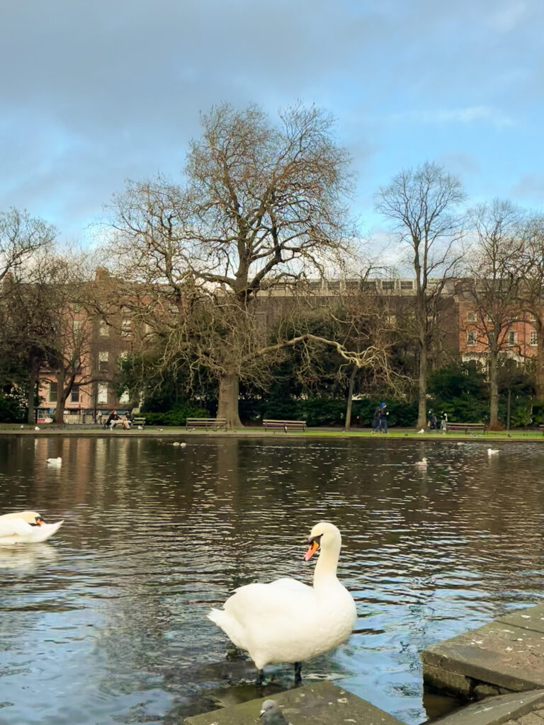 Swans in St. Stephen's Green in Dublin, Ireland