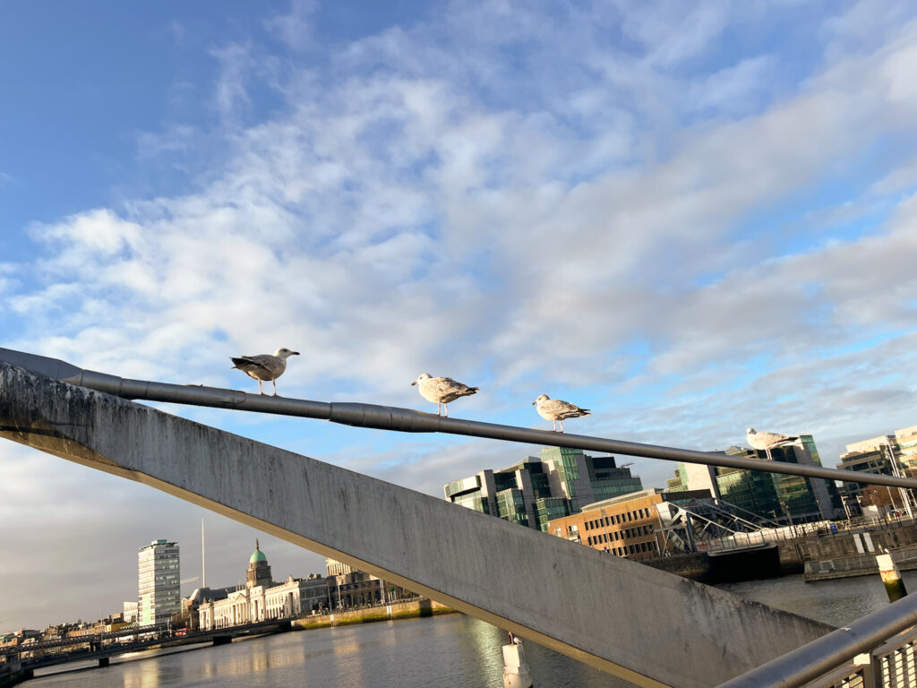 Seagulls on a Bridge in Dublin Over the River Liffey