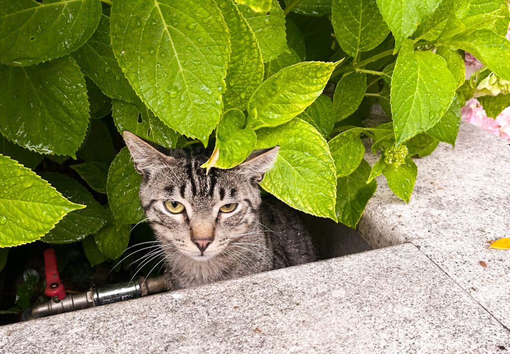 Cat in the bushes in Bol, Brac, Croatia