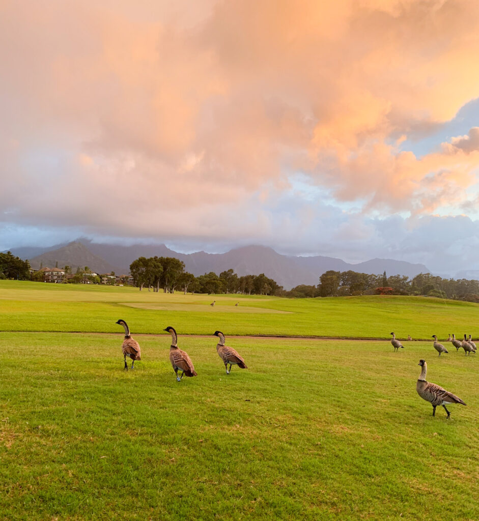 Fun Colored Hawaiian Geese on a Golf Course in Princeville