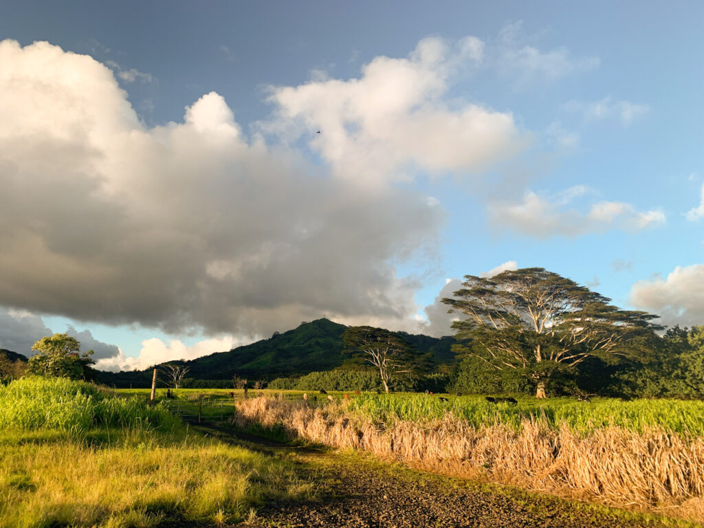 Beautiful Field in Kauai