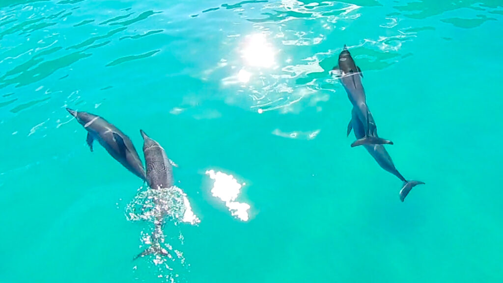 Spinner Dolphins in the water