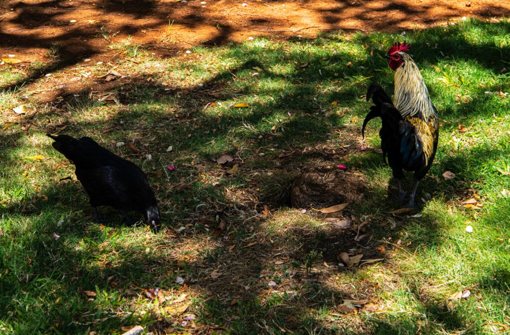 Chickens in Kauai