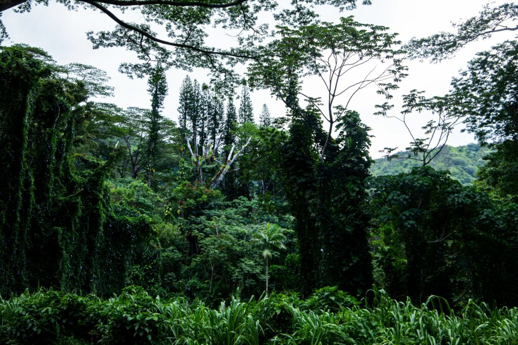 Rainforest in Maona Falls Hike, Honolulu