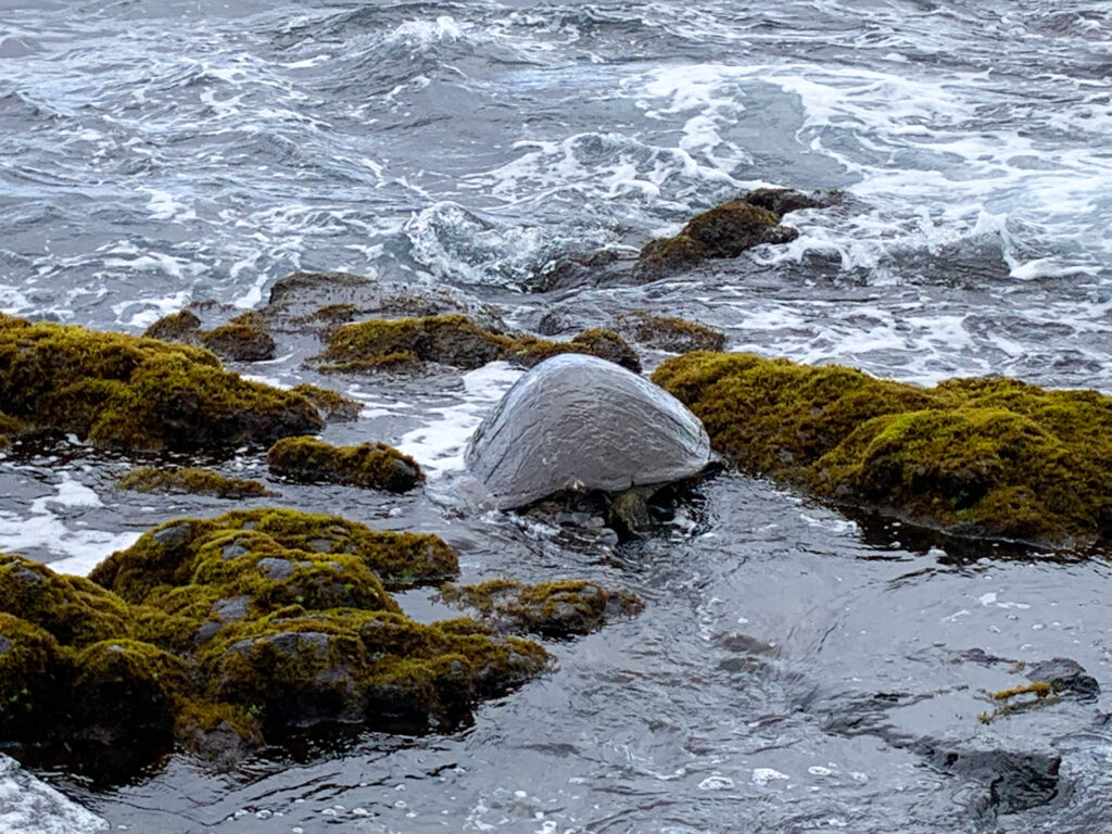 Sea Turtle Lounging on a Rocky Beach