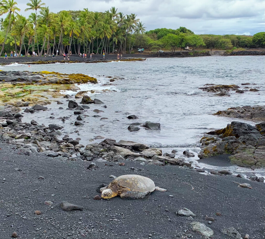Sea Turtle Lounging on Punaluu Black Sand Beach, Big Island