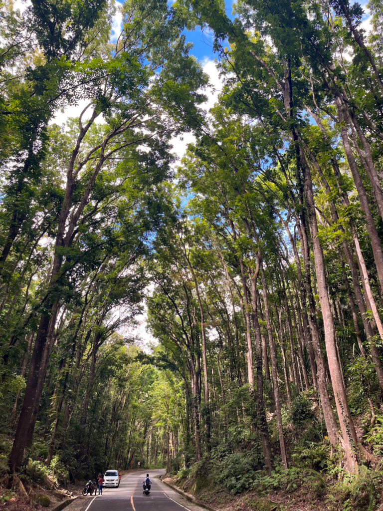 Bilar Man-Made Forest