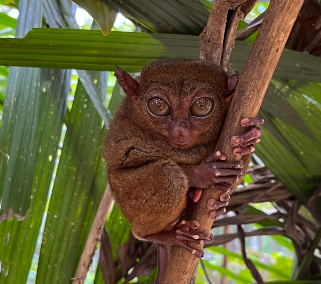 A Tarsier Holding Onto a Branch at the Tarsier Sanctuary