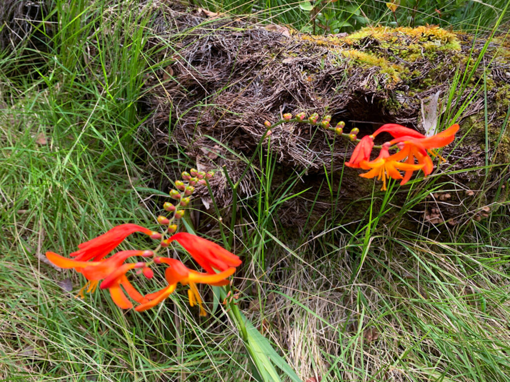 Beautiful Flowers on the Big Island of Hawai'i