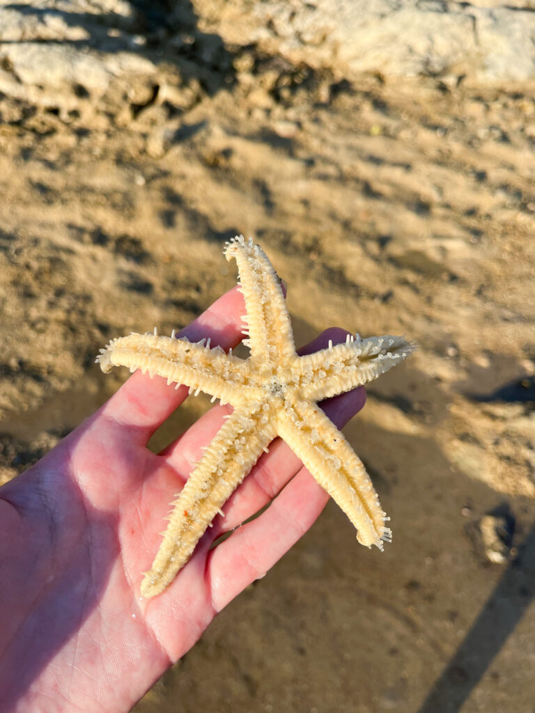 Starfish moving in someone's hand