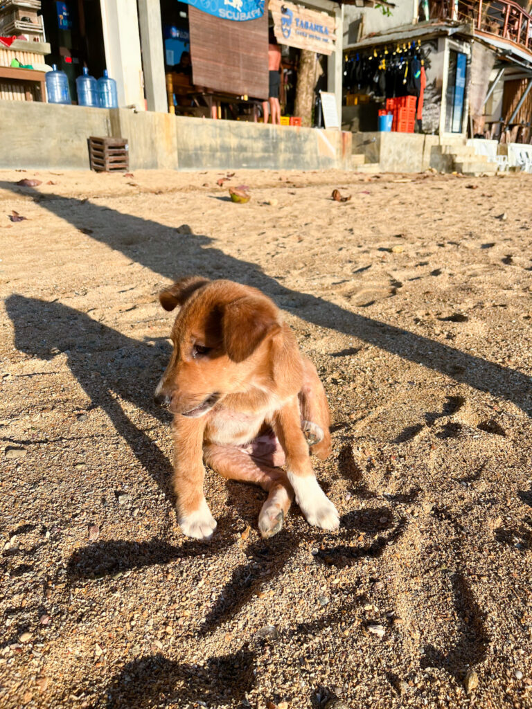 Small brown puppy on a beach