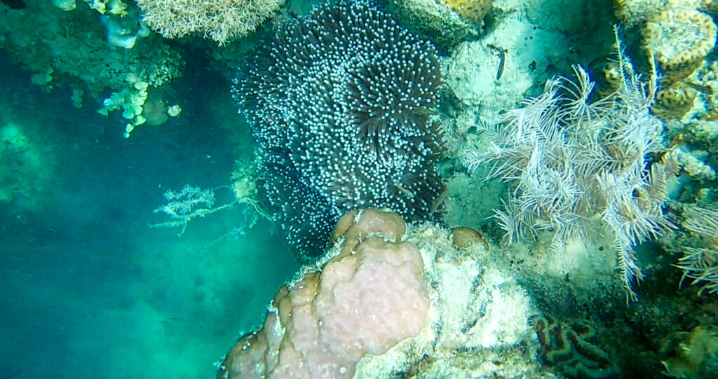 Blue coral reef