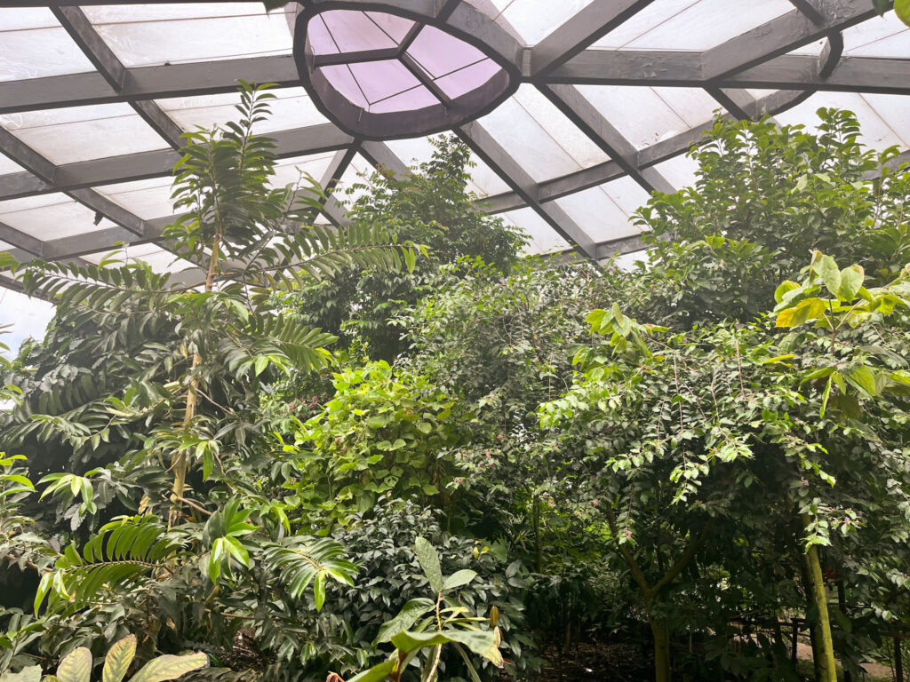 Interior Greenhouse at the Botanic Gardens
