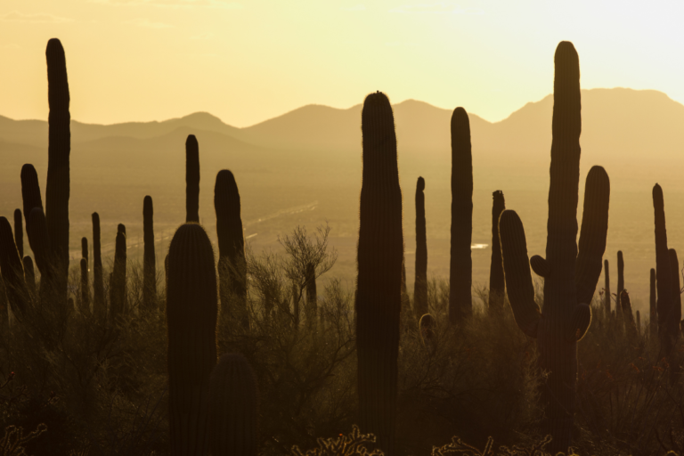 One Day in Saguaro National Park: Exploring Massive Cacti