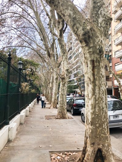 Tree-Lined Street in Recoleta, Buenos Aires